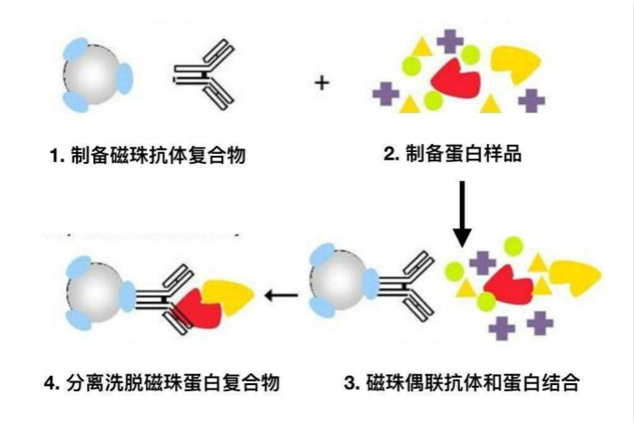 免疫共沉淀