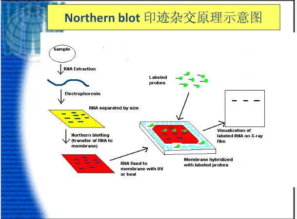 Northern Blot